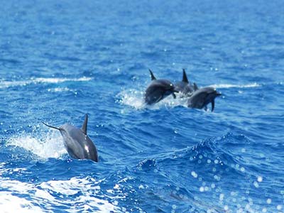 Key West Dolphin SNorkeling Trip