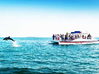 Key West Dolphin Watch Snorkel