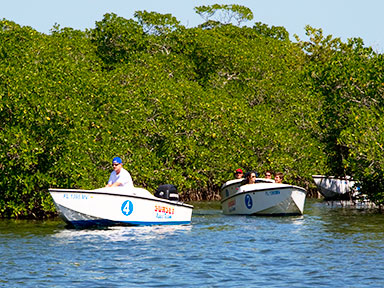 Key West MAngroves